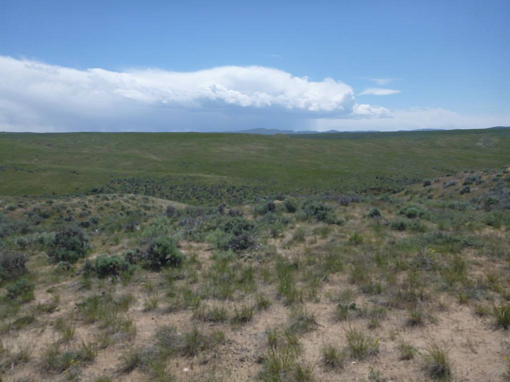 Habitat of Penstemon yampaensis by Carol English.