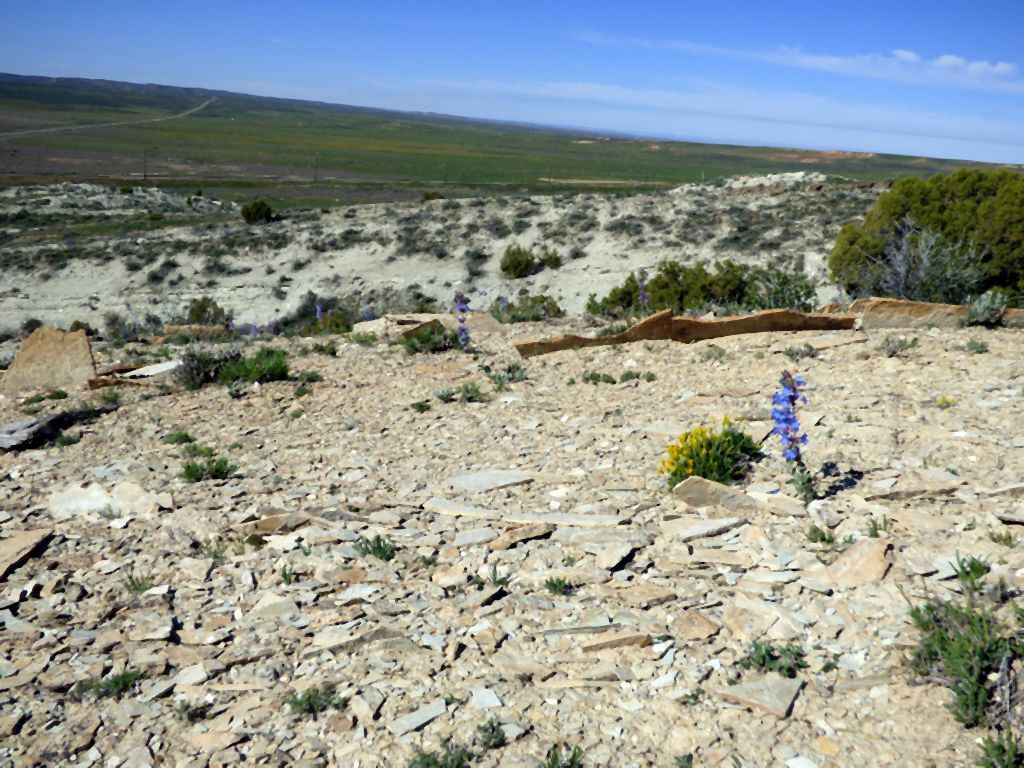 Habitat of Parthenium ligulatum courtesy of the Colorado Natural Areas Program.