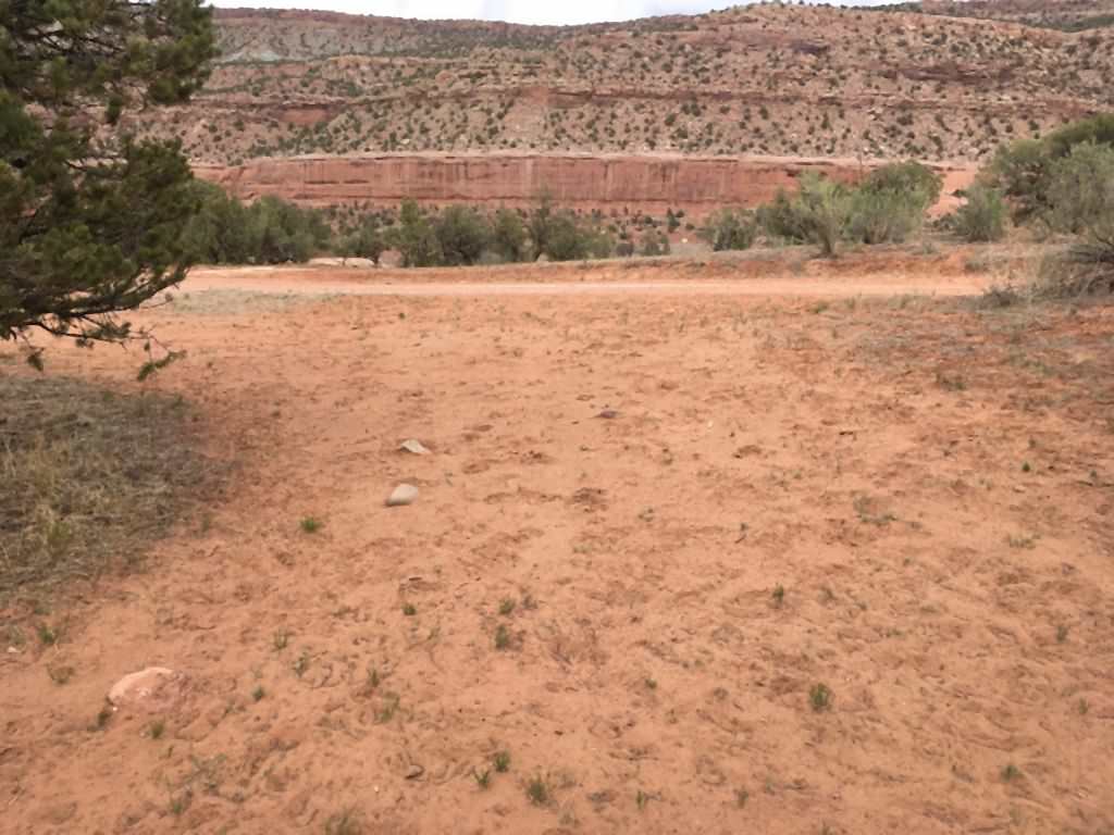 Habitat of Astragalus sesquiflorusi by Tom Baldvins.