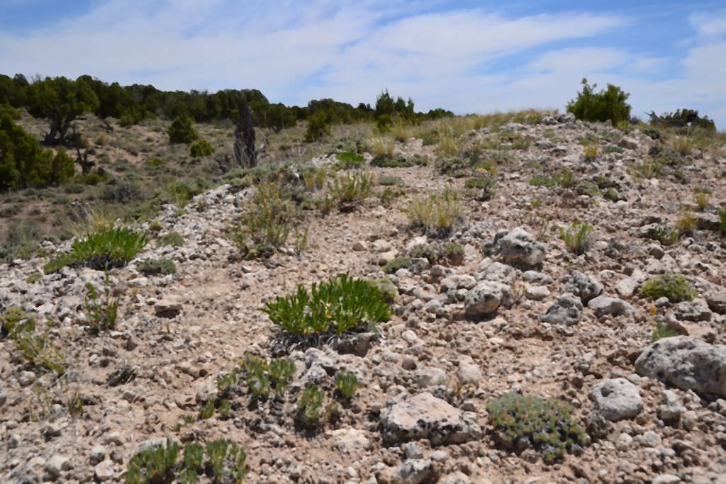 Habitat of Parthenium ligulatum by Delia Malone.