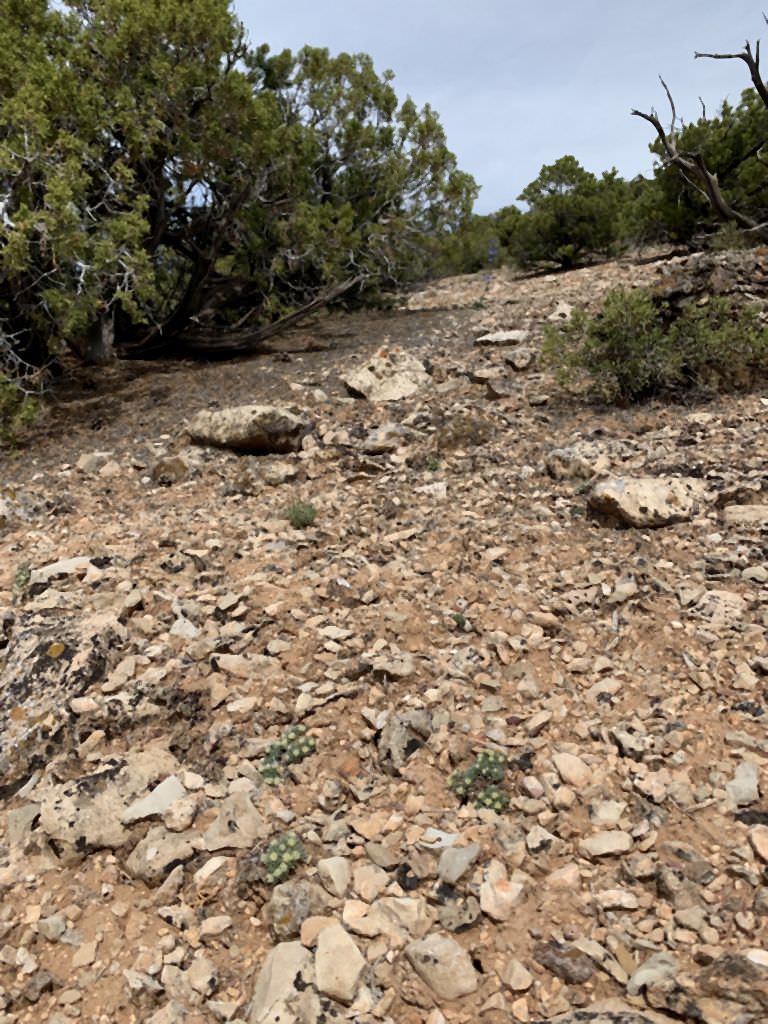 Habitat of Parthenium ligulatum by Delia Malone.