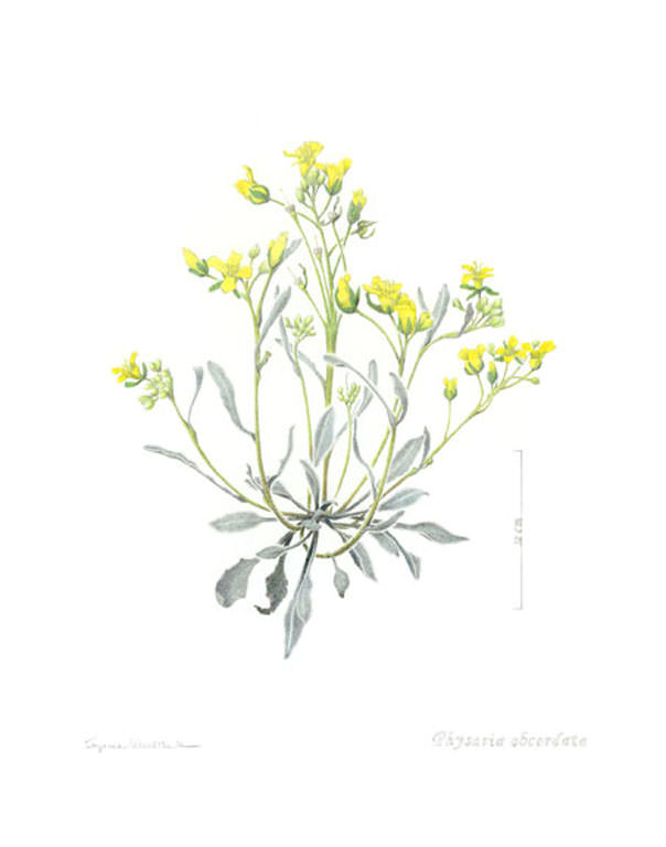 Physaria obcordata by Suzanne Wuerthele