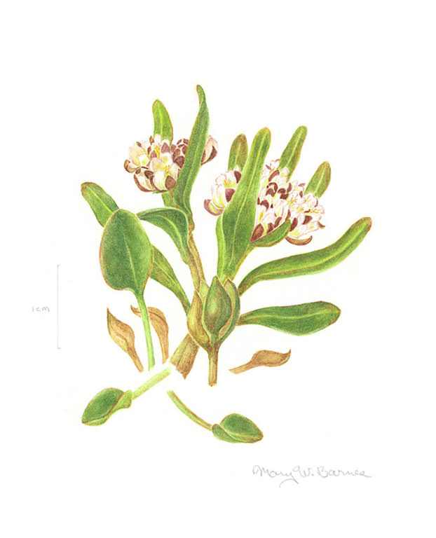 Eutrema penlandii by Mary Barnes. Please also see 1997 profile, and Flora of North America.