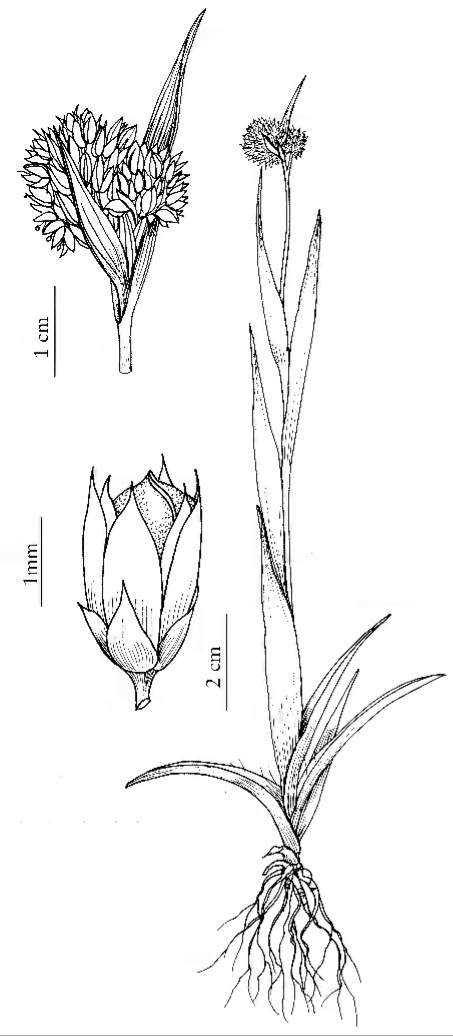 Luzula subcapitata by Yevonn Wilson-Ramsey from FNA Vol. 22, 2000; used under public license https://creativecommons.org/lic