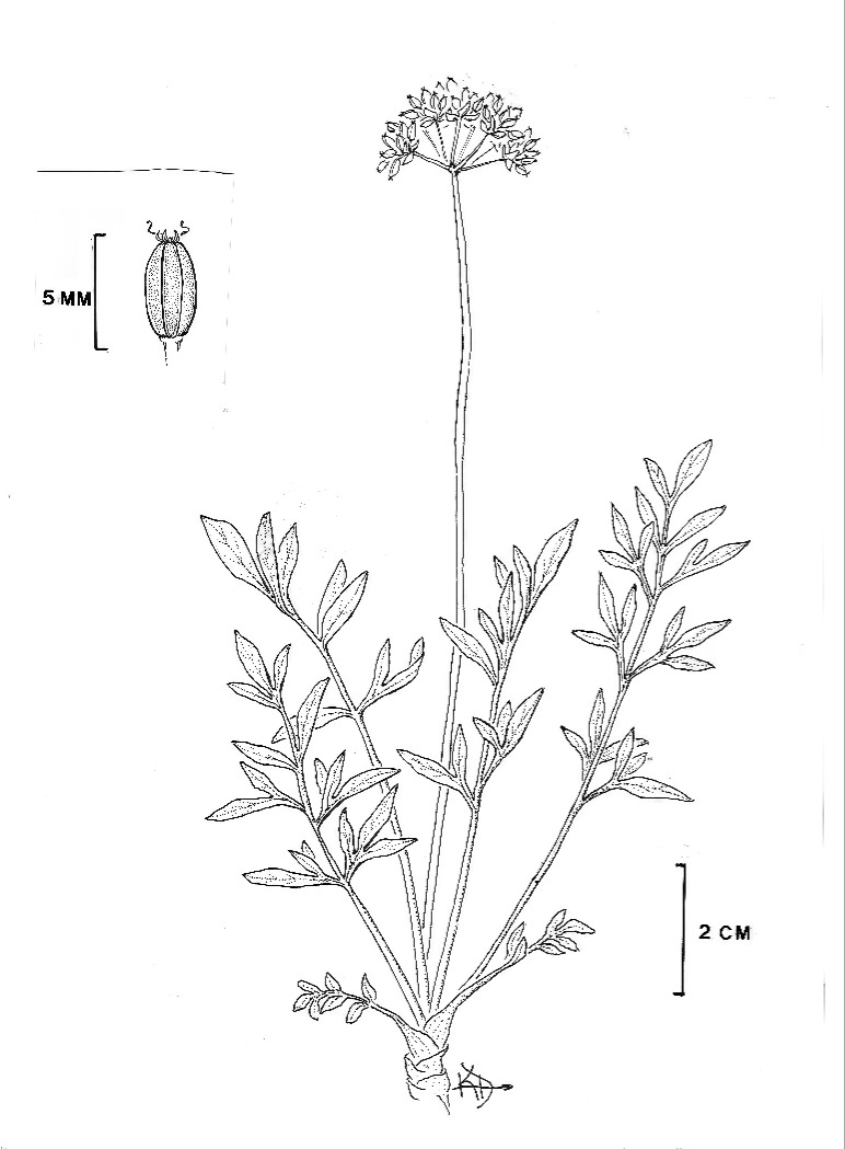 Lomatium latilobum by Karrie Darrow.