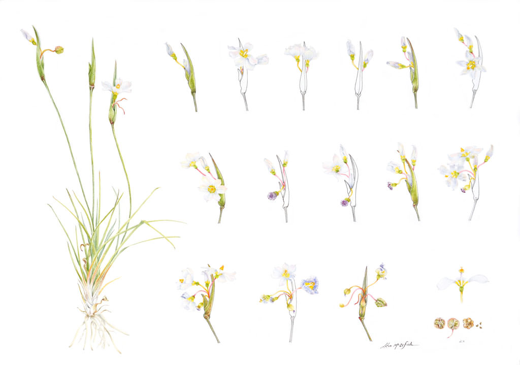 Sisyrinchium pallidum by Lotus McElfish.