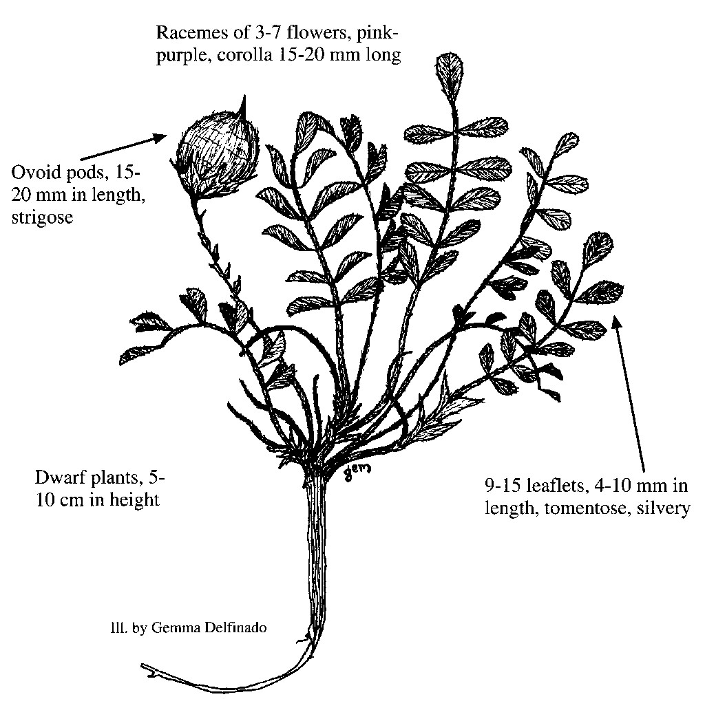 Astragalus anisus by Gemma Delfinado