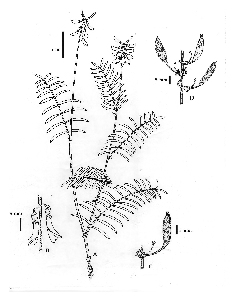 Astragalus tortipes by Kaye Thorne.