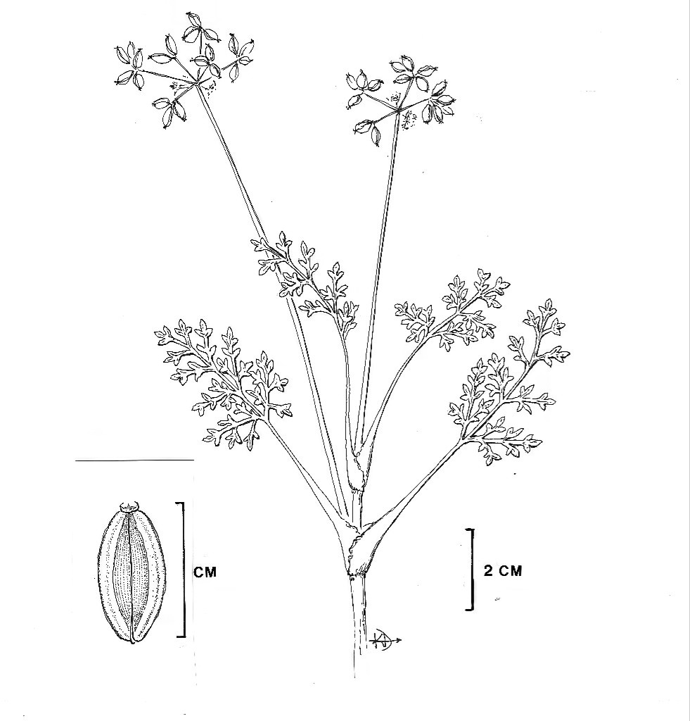 Lomatium concinnum by Karrie Darrow.