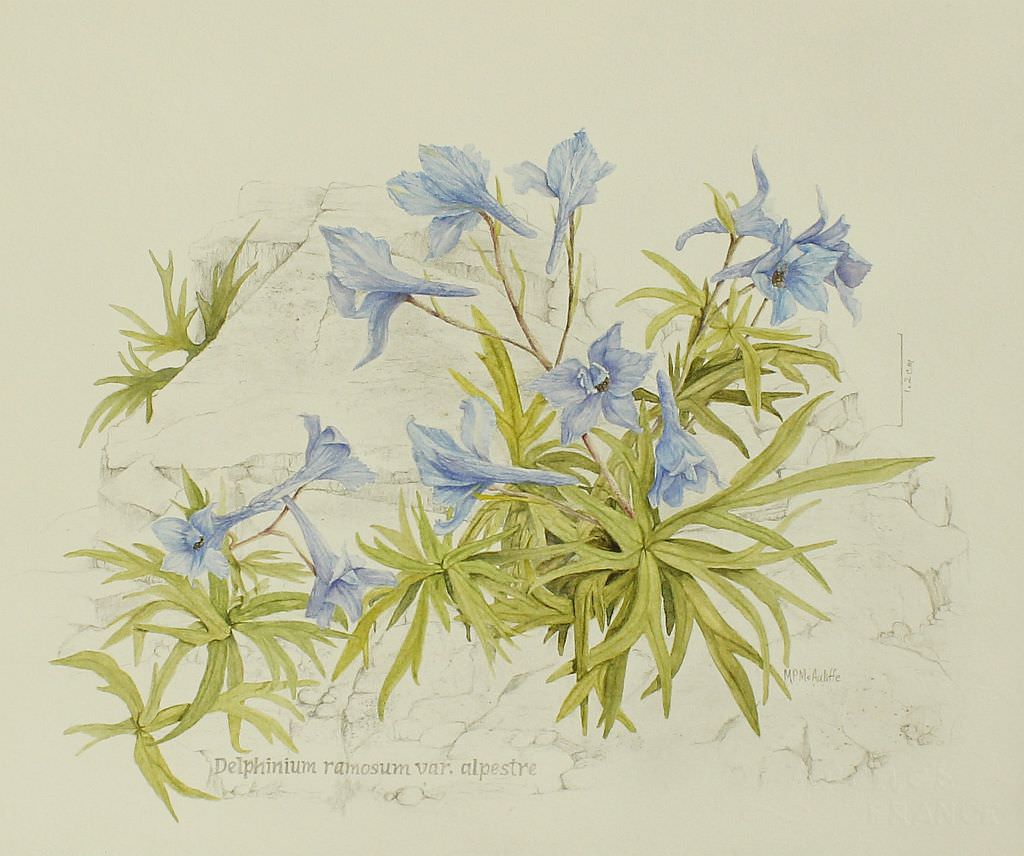 Delphinium ramosum var. alpestre by Patty McAuliffe