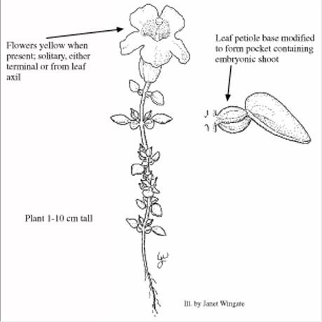 Illustration of Erythranthe gemmipara by Janet Wingate.