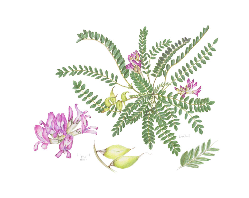 Astragalus iodopetalusby Teresa Burkert