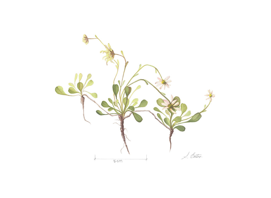 Erigeron kachinensis by Sharon Eaton.