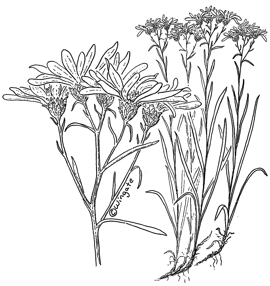 Unamia alba by Janet Wingate.