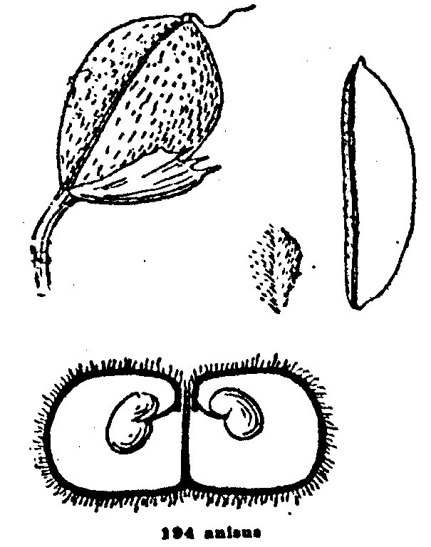 Astragalus anisus by M.E. Jones