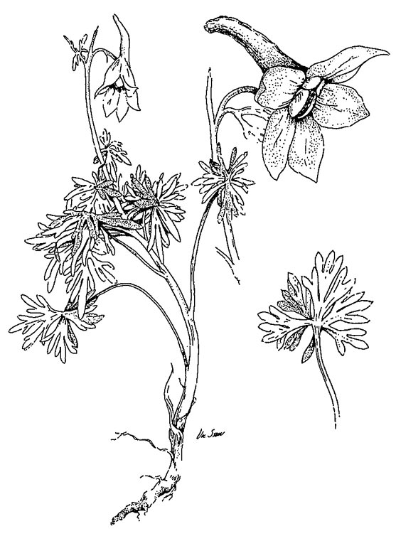 Delphinium ramosum var. alpestre: artist unknown. Source: New Mexico Rare Plants at http://nmrareplants.unm.edu.