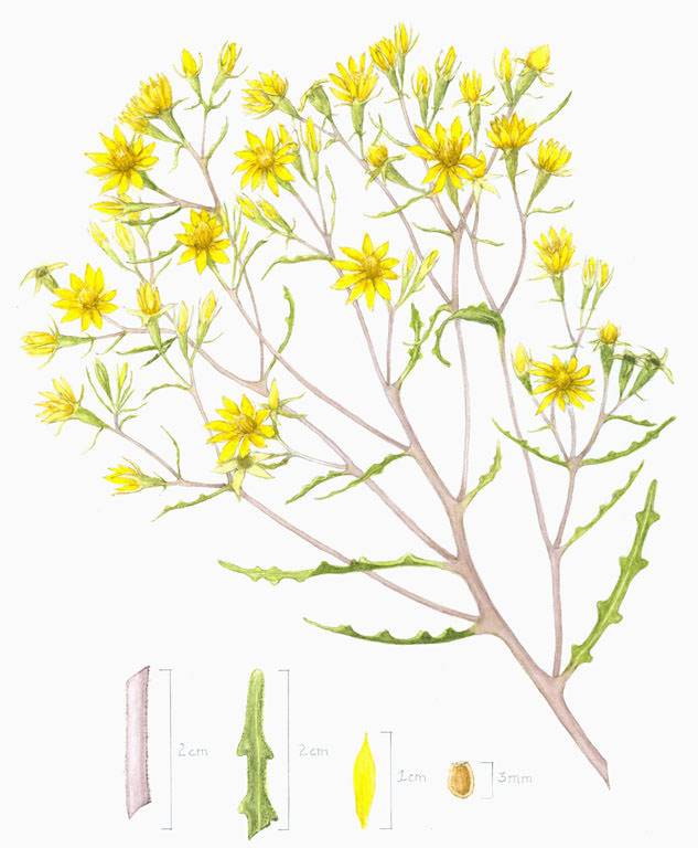 Nuttallia densa by Marjorie Joy. Please also see 1997 profile.