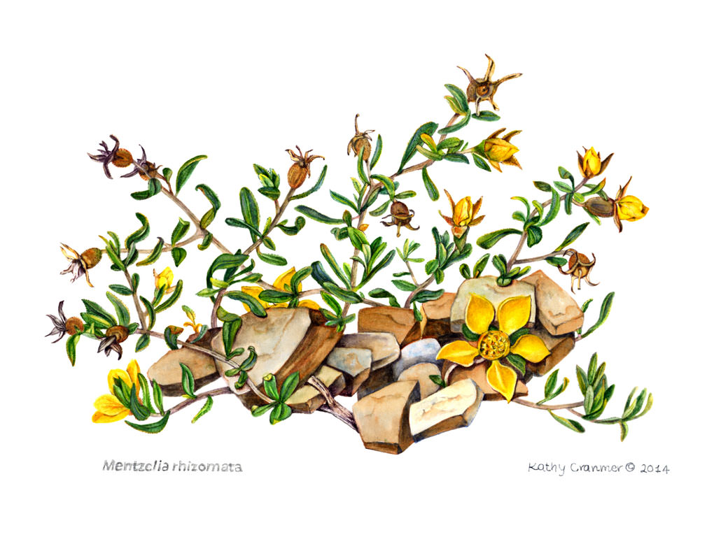 Nuttallia rhizomata by Kathy Cranmer. Please also see 1997 profile.