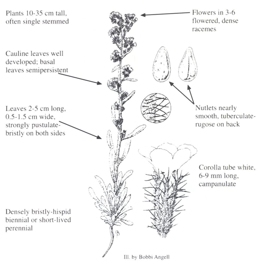 Oreocarya rollinsii by Bobbi Angell.