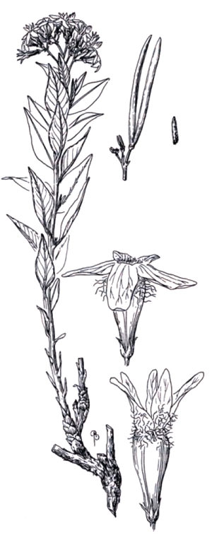 Amsonia jonesii by Bobbi Angell