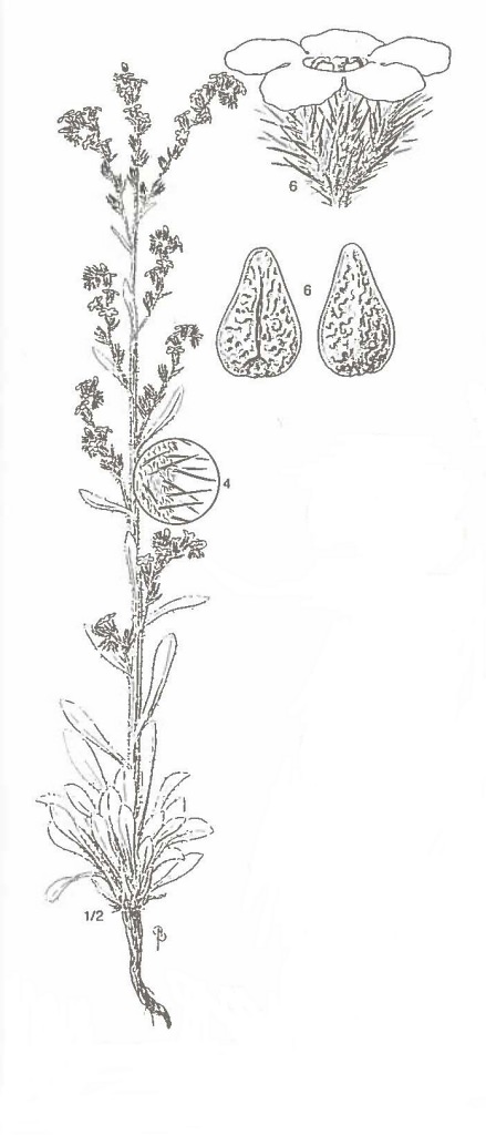 Oreocarya elata by Bobbi Angell.
