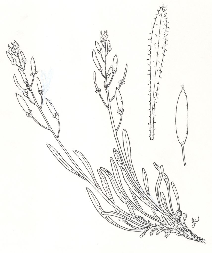 Illustration of Draba exunguiculata by Jan Wingate.