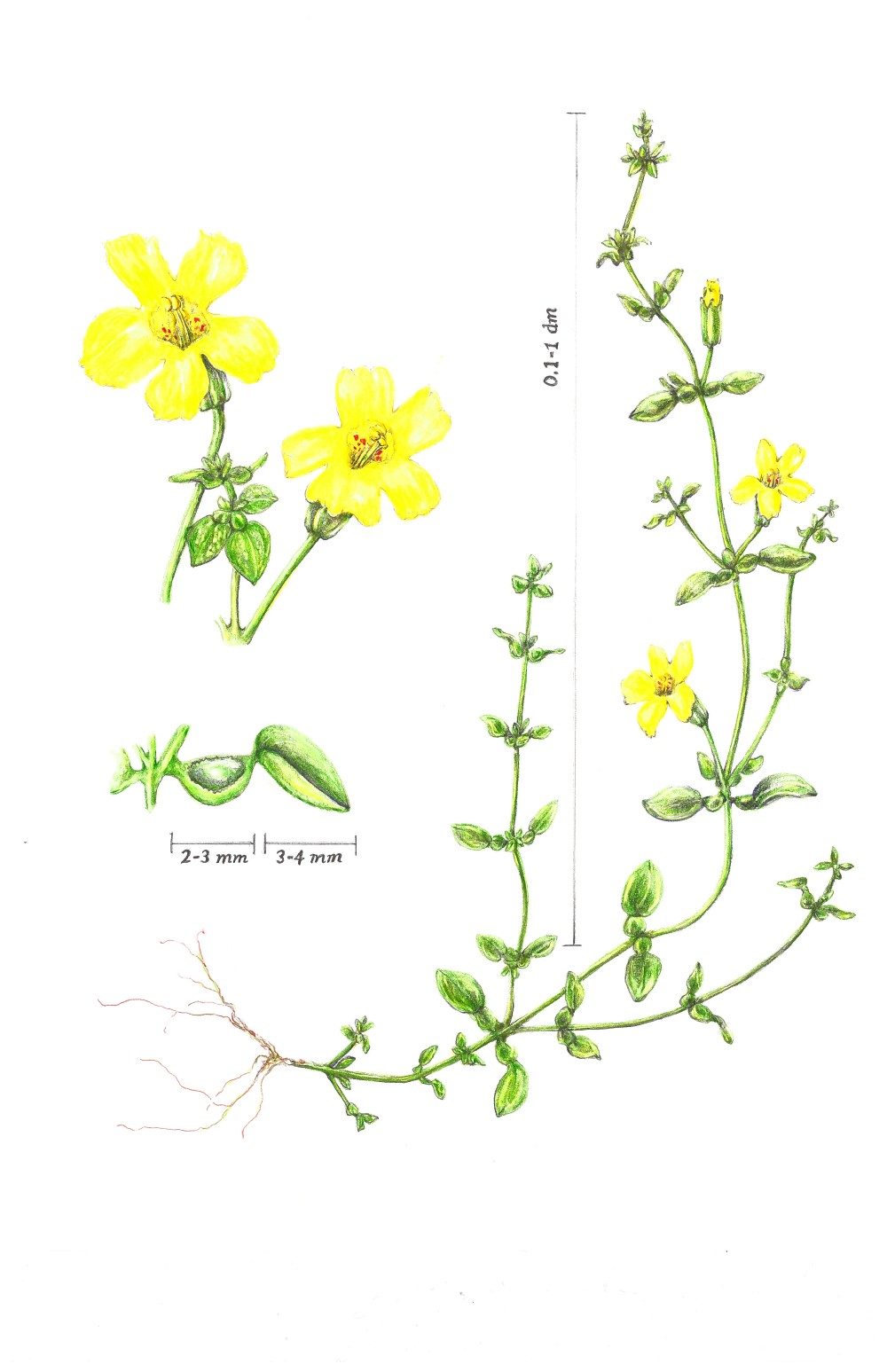 Illustration of Erythranthe gemmipara by Leslie Crosby