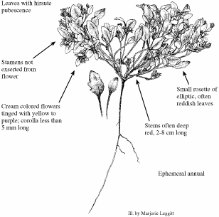 Phacelia submutica by Marjorie Leggitt
