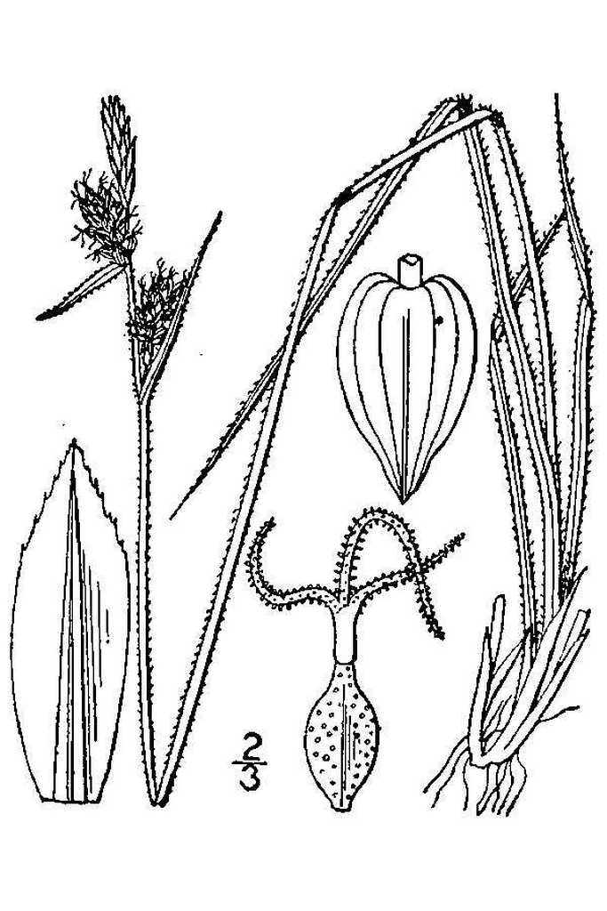 Carex torreyi from the USDA-NRCS PLANTS Database, Britton and Brown 1913.