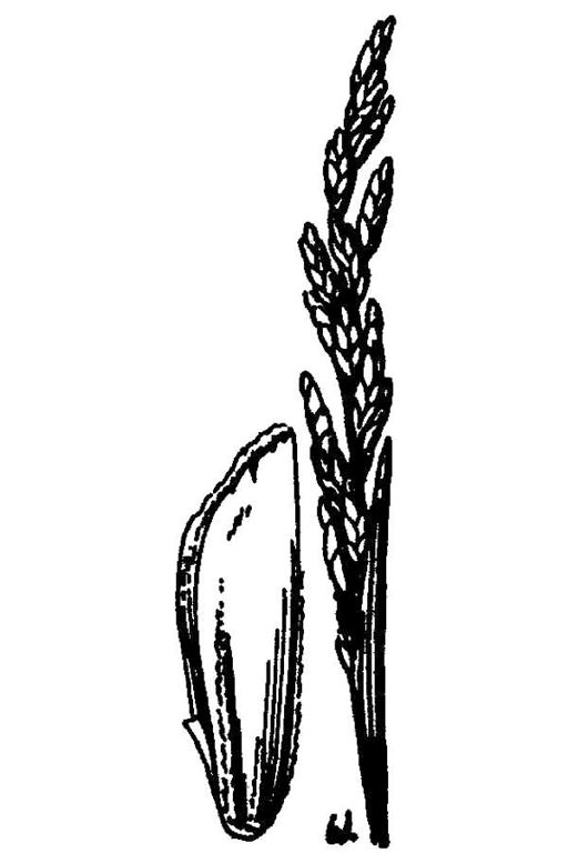 Puccinellia parishii source: USDA-NRCS PLANTS Database / Hitchcock, A.S. (rev. A. Chase). 1950. Manual of the grasses of the United States. USDA Miscellaneous Publication No. 200. Washington, DC.