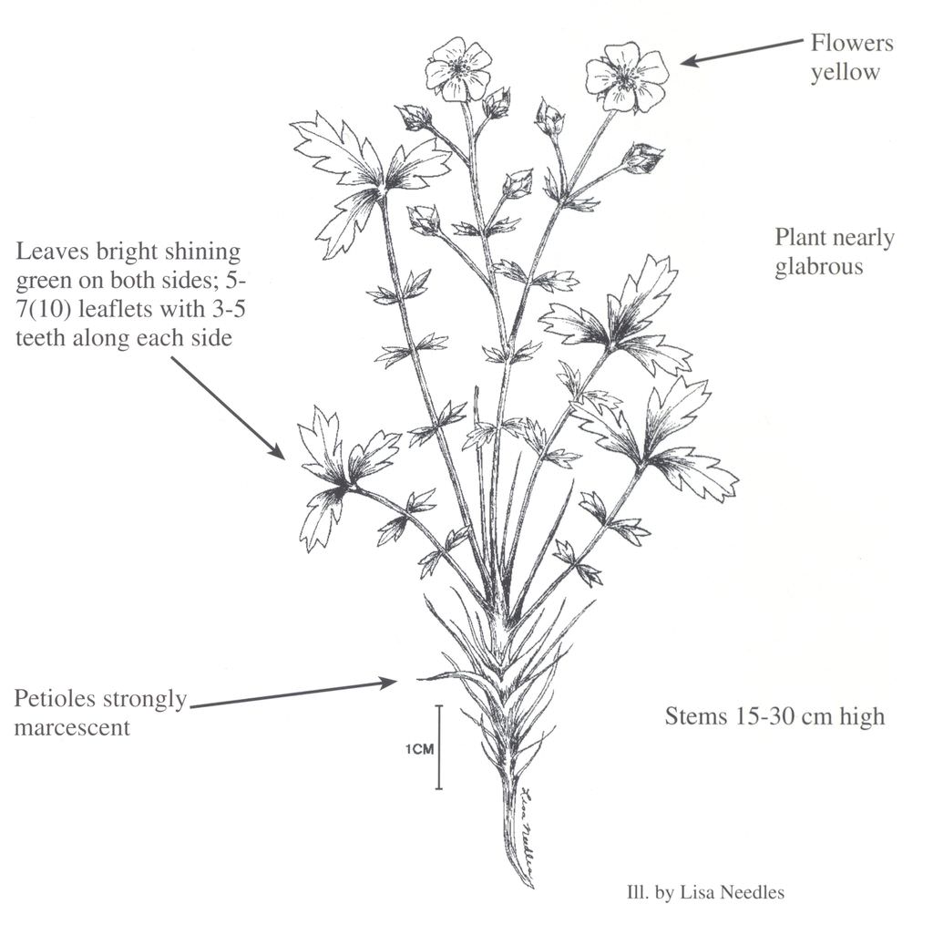 Illustration of Potentilla rupincola.