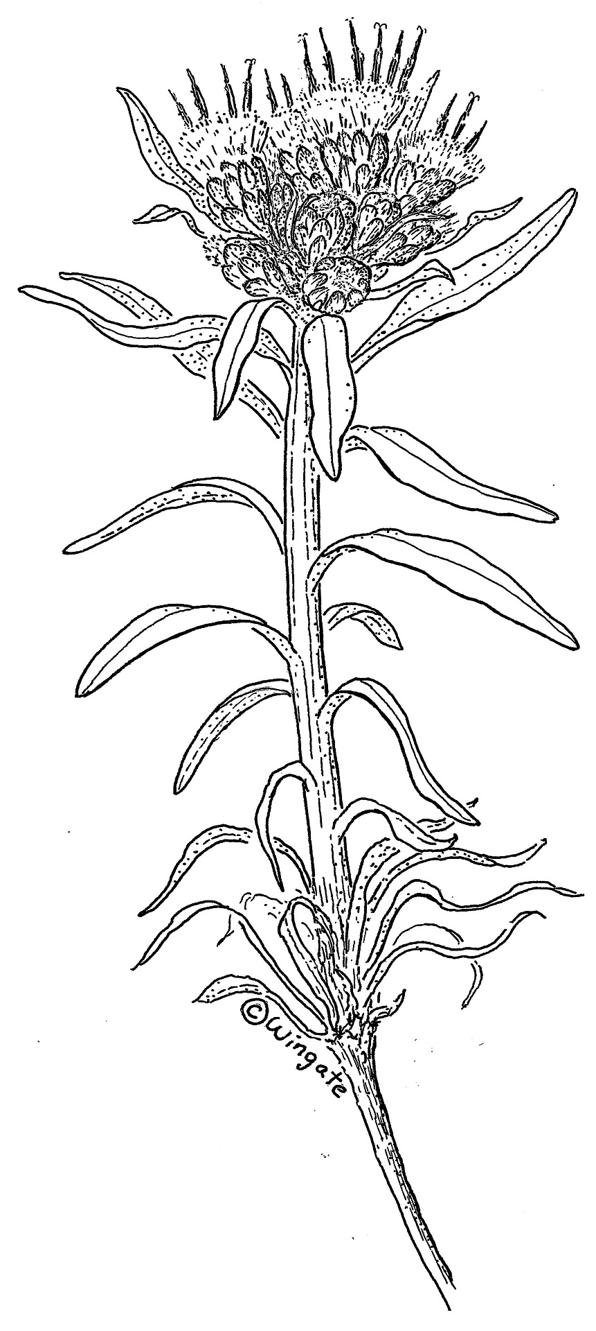 Saussurea weberi by Janet Wingate