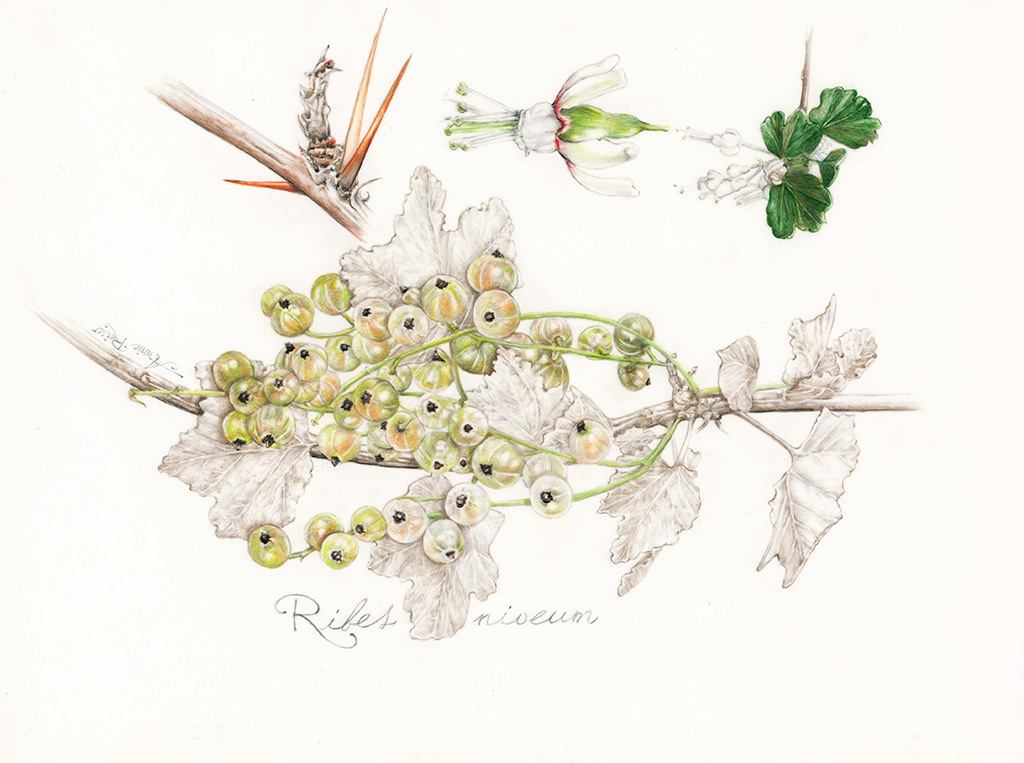 Ribes niveum by Annie Reiser.