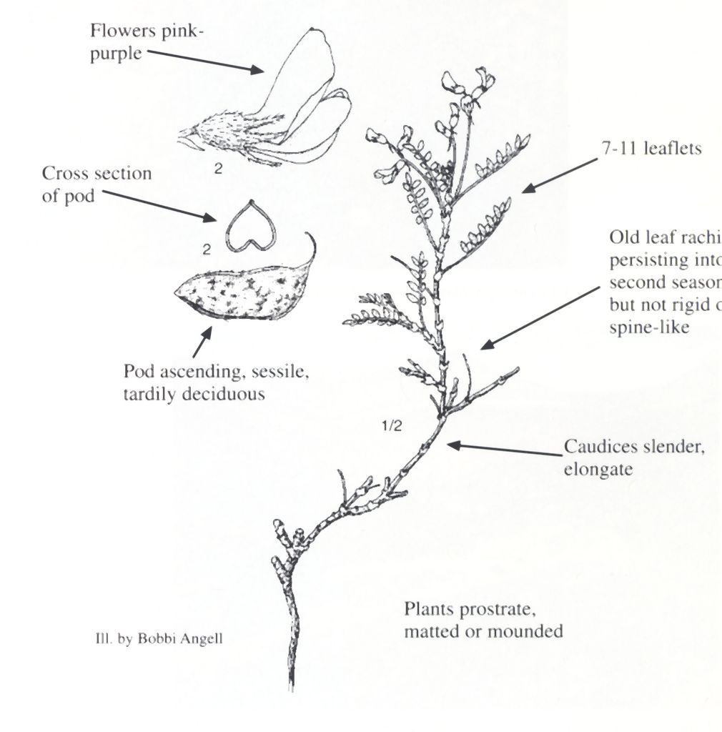 Astragalus sesquiflorusi by Bobbi Angell.