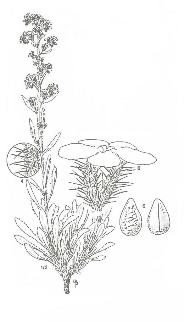 Oreocarya stricta by Bobbi Angell.