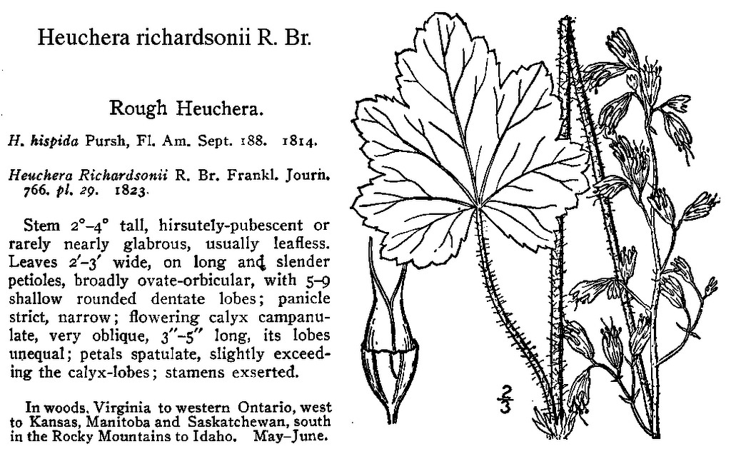 Heuchera richardsonii from Britton and Brown 1913.