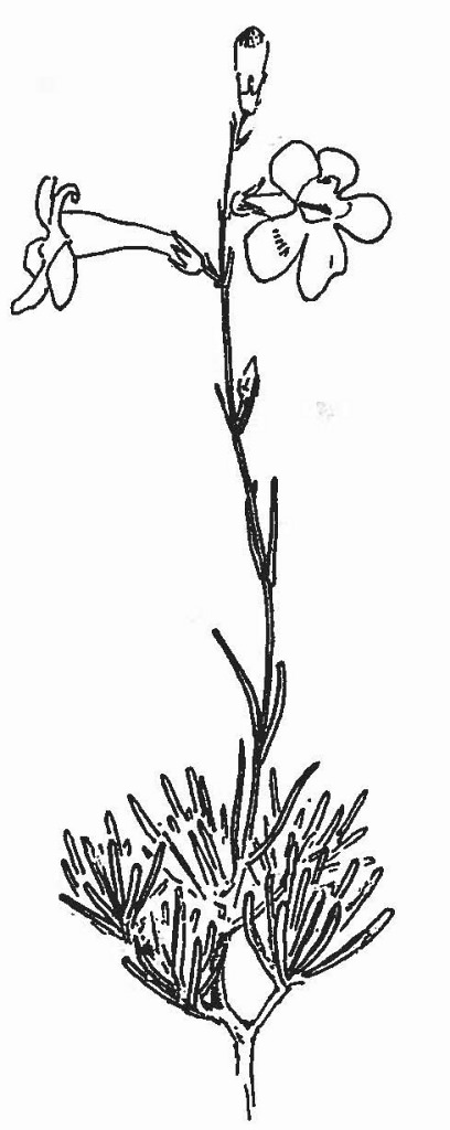 Penstemon laricifolius ssp. exilifolius by Bonnie Heidel.