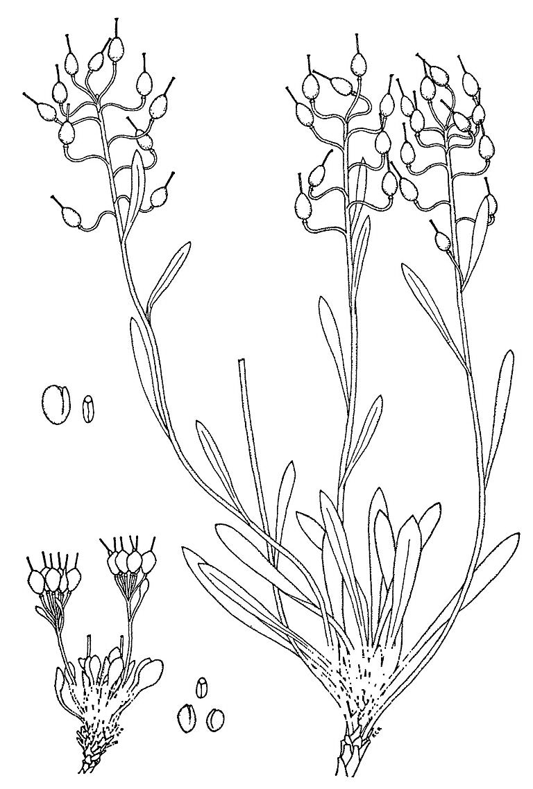 Physaria calcicola by Reed Rollins from: Studies in the Genus Lesquerella by Reed C. Rollins, American Journal of Botany, Vol. 26, No. 6. (Jun., 1939), pp. 419-421.