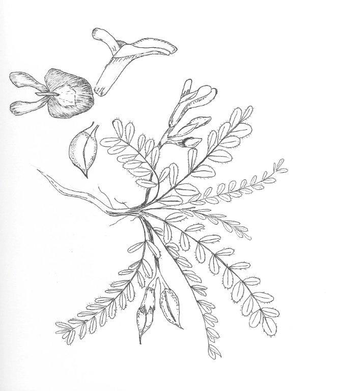 Astragalus iodopetalus by Teresa Burkert