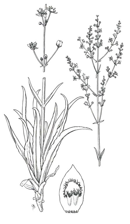 Frasera paniculata by Bobbi Angell