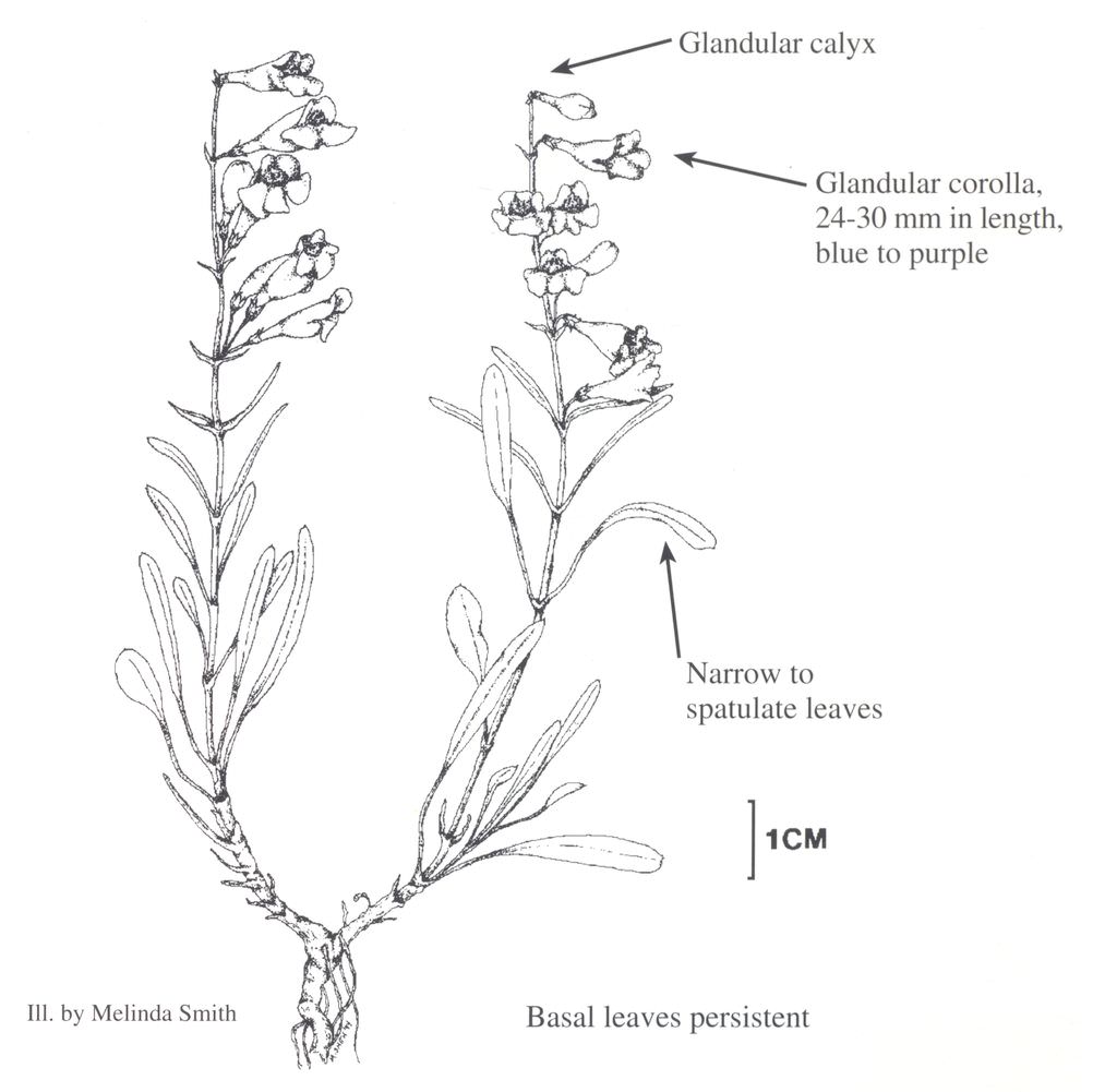 Illustration of Penstemon scariosus var. cyanomontanus