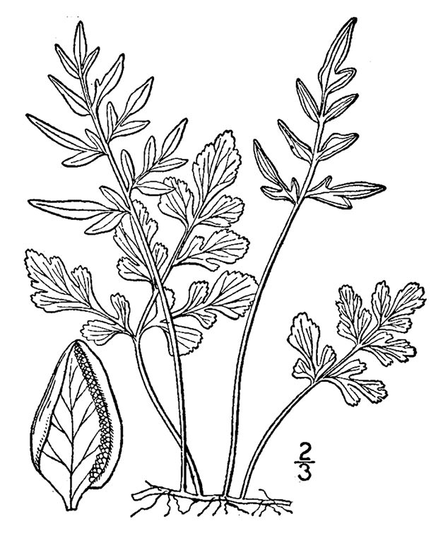 Cryptogramma stelleri from: USDA-NRCS PLANTS Database / Britton, N.L., and A. Brown. 1913. An illustrated flora of the northern United States, Canada and the British Possessions. 3 vols. Charles Scribner's Sons, New York. Vol. 1: 32