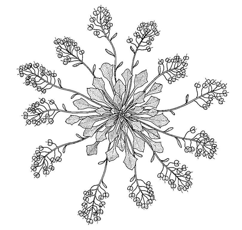 Physaria rollinsii by Ilgvar Steins from: Gerald A. Mulligan, Two new species of Physaria in Colorado, Canadian Journal of Botany, 1966, vol 44 (12), page 1664. © Canadian Science Publishing or its licensors