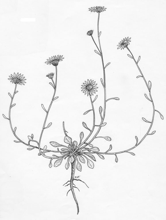 Erigeron kachinensis by Kaye Thorne