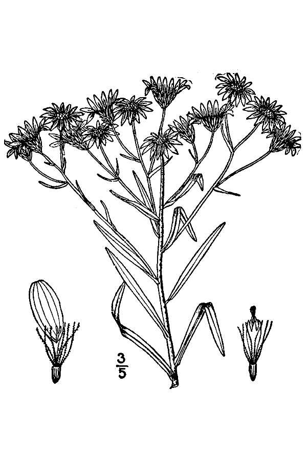 Unamia alba from the USDA-NRCS PLANTS Database, Britton and Brown 1913.