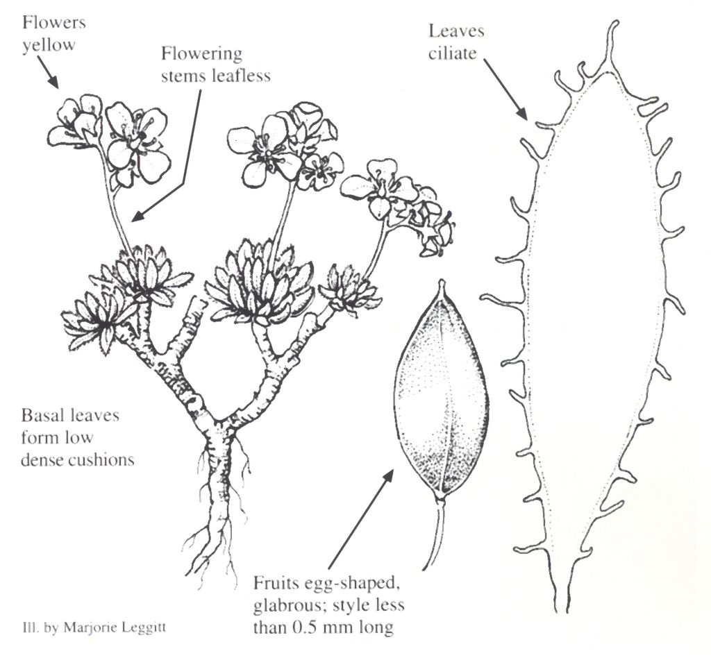 Draba globosa by Marjorie Leggitt.