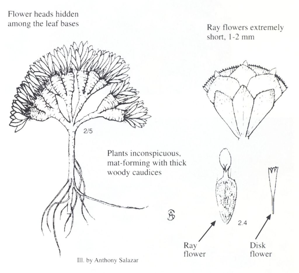 Parthenium ligulatum by Anthony Salazar.