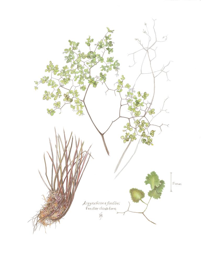 Argyrochosma fendleri by Heidi Snyder