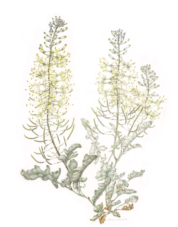 Stanleya albescens: by Sharon Garrett.