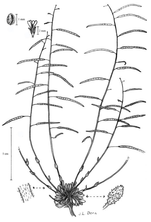 Boechera glareosa by Jane Dorn